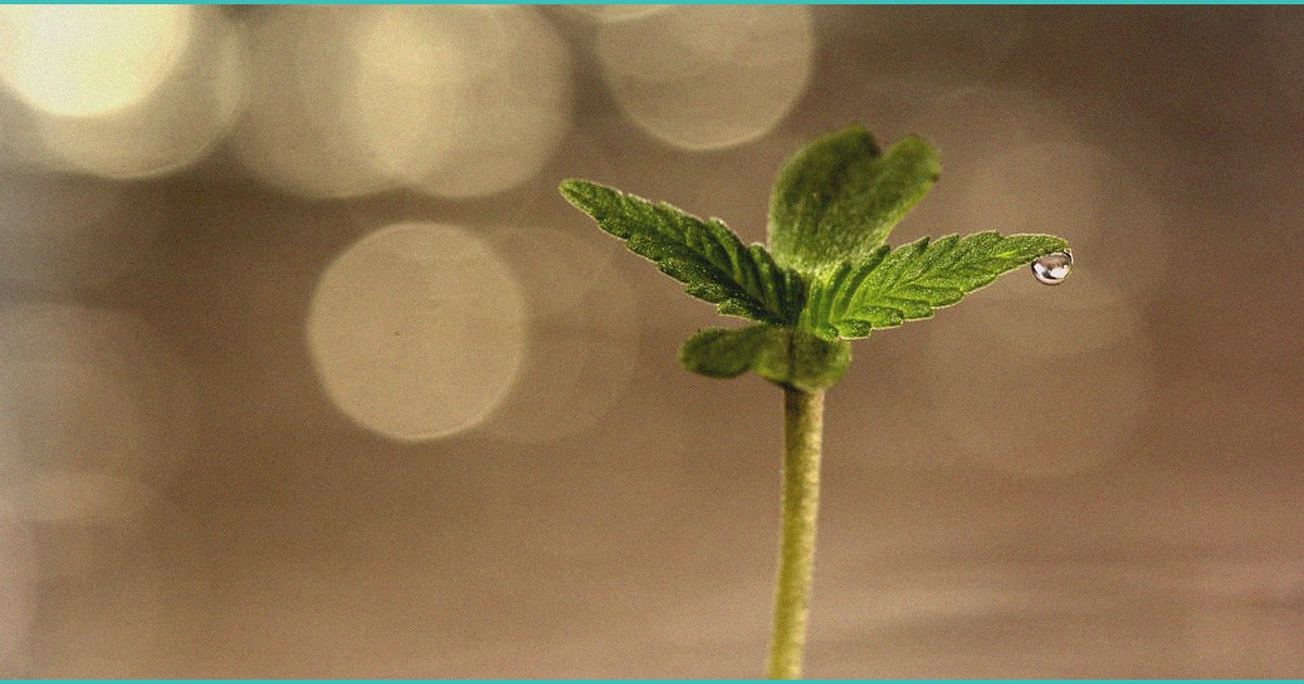 cannabis compounds cbd and cbg may help reverse fa