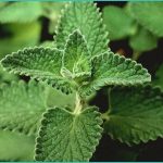 cannabis compounds cbd and cbg show promise in fig