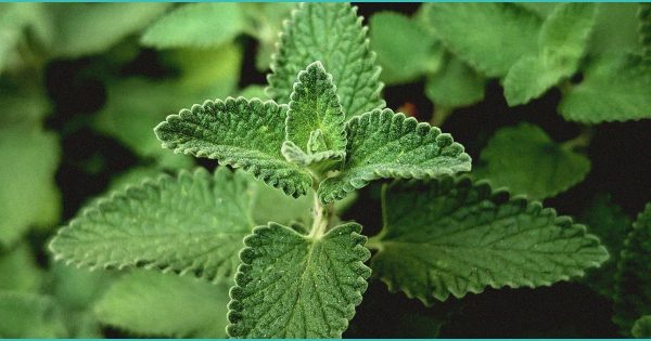 Cannabis Compounds CBD and CBG Show Promise in Fighting Fatty Liver Disease