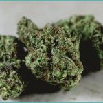cannabis compounds cbd and cbg slash liver fat and