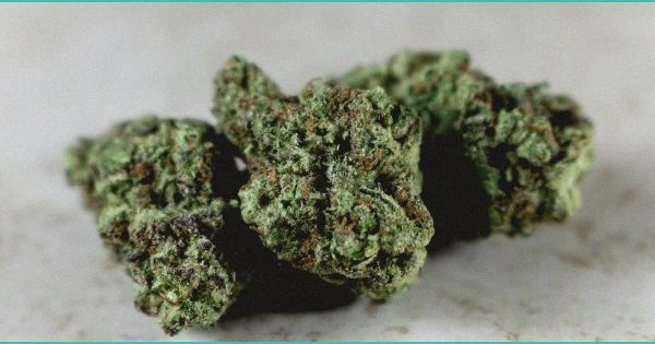 Cannabis Compounds CBD and CBG Slash Liver Fat and Restore Metabolic Health