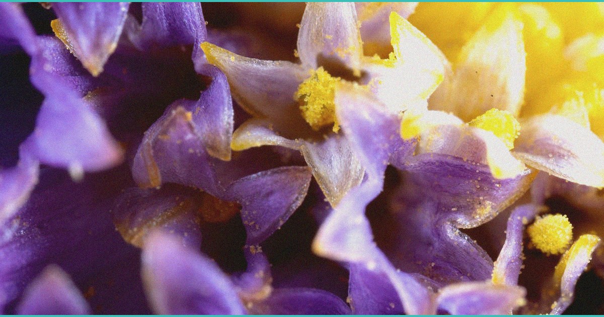 cannabis compounds could reverse disease affecting 3