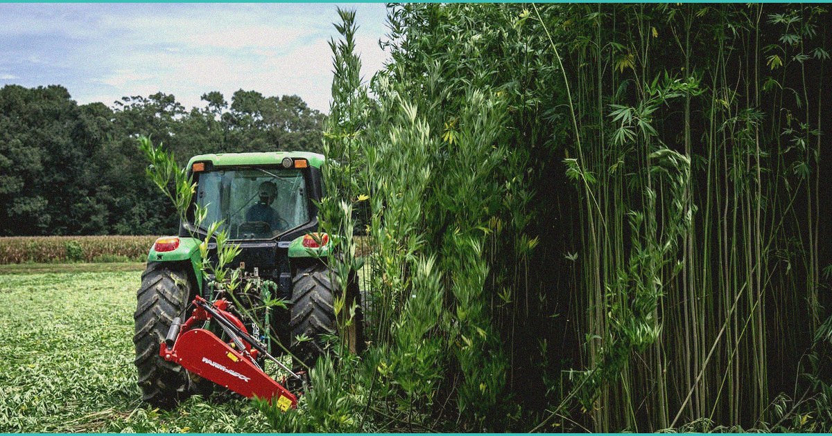 cannabis induced psychosis and schizophrenia risk 1