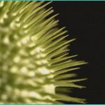 cannabis use disorder depression share bidirectio