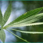 cannabis vaping may be linked to earlier cannabino