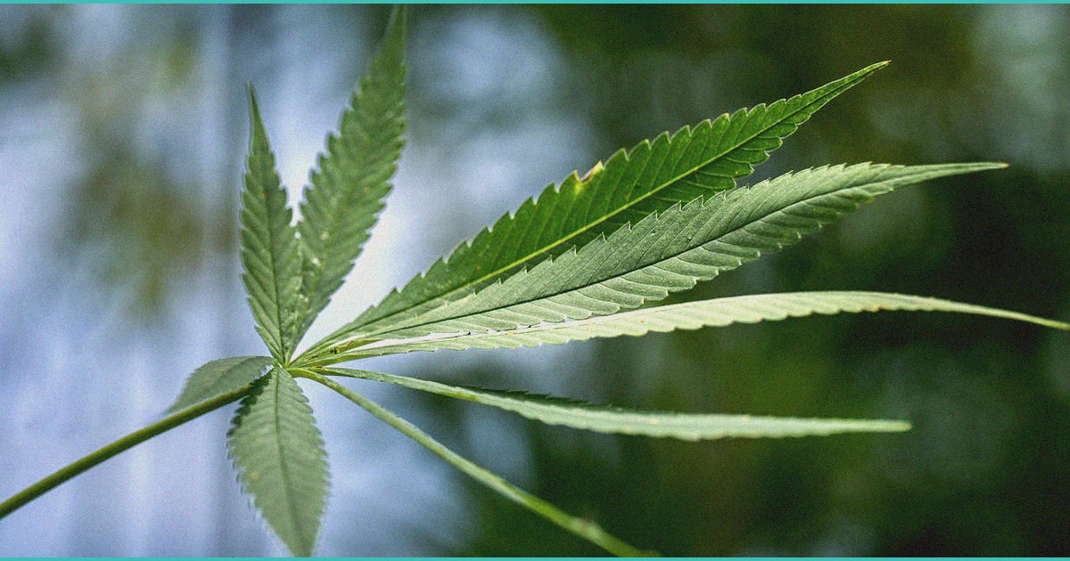 cannabis vaping may be linked to earlier cannabino