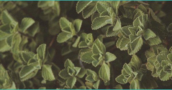 CBD and CBG promising treatments for fatty liver disease, a new study finds – leafie