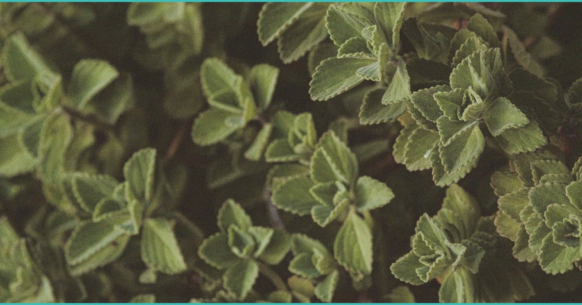 cbd and cbg promising treatments for fatty liver d