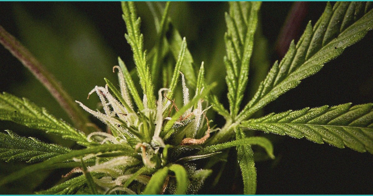 cbd gummies for dog separation