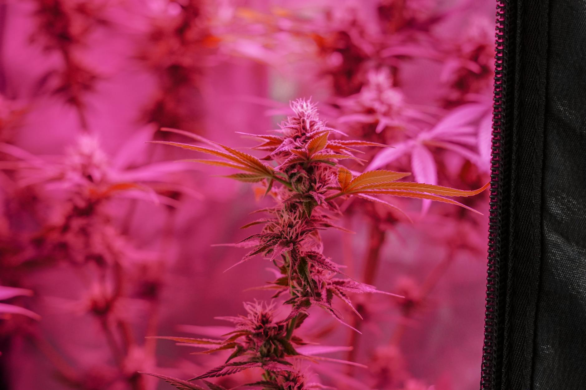 `Endocannabinoid System Research: Cannabis for PTSD & SUD`