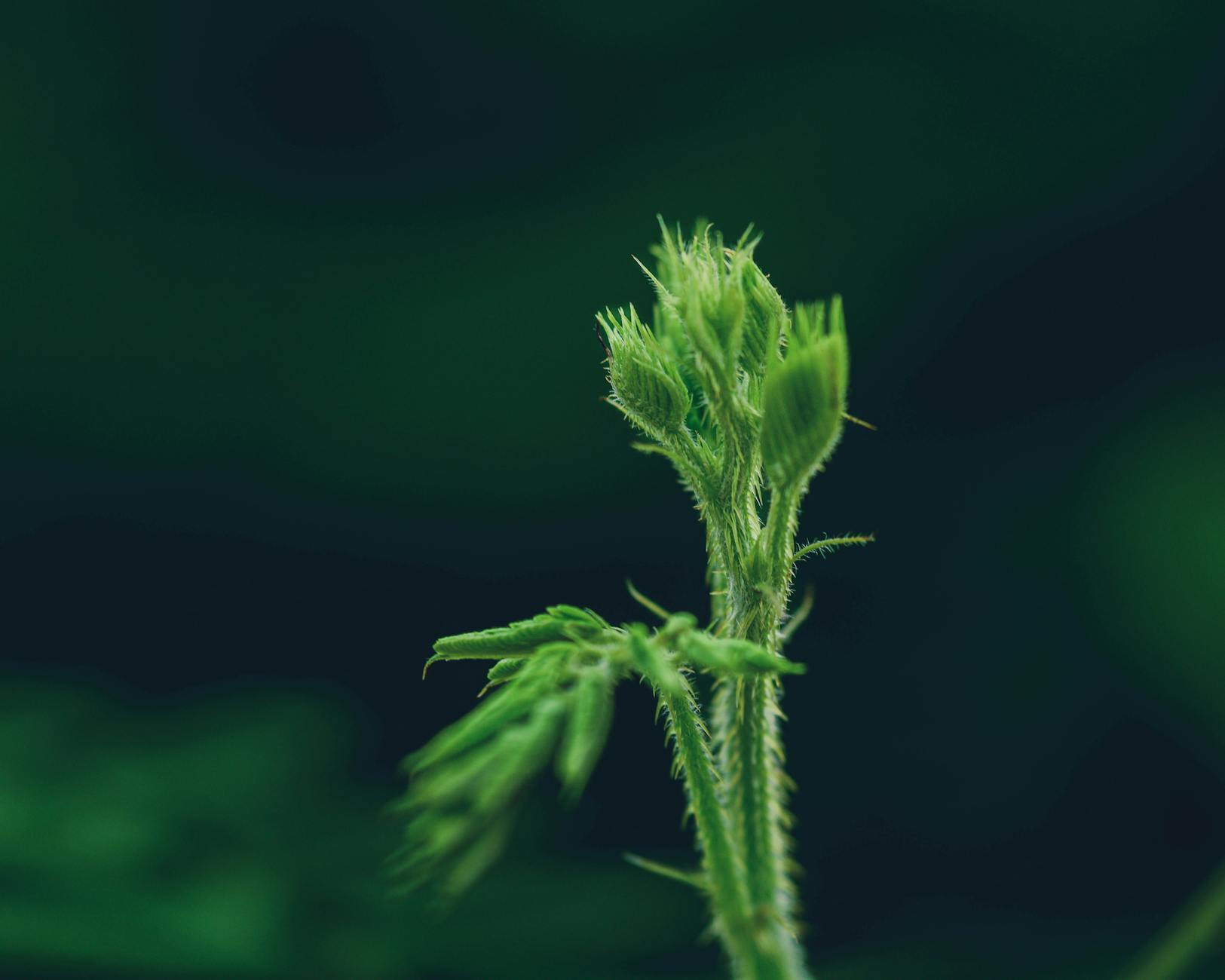 Cannabis Use Associated with Worse Working Memory – EMJ