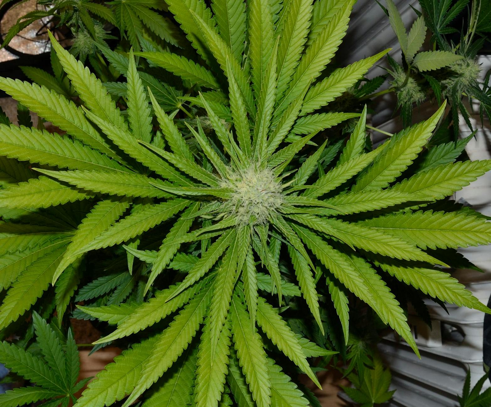 Endocannabinoid System Research: Cannabis for PTSD and SUD 2 Endocannabinoid System Research: Cannabis for PTSD and SUD