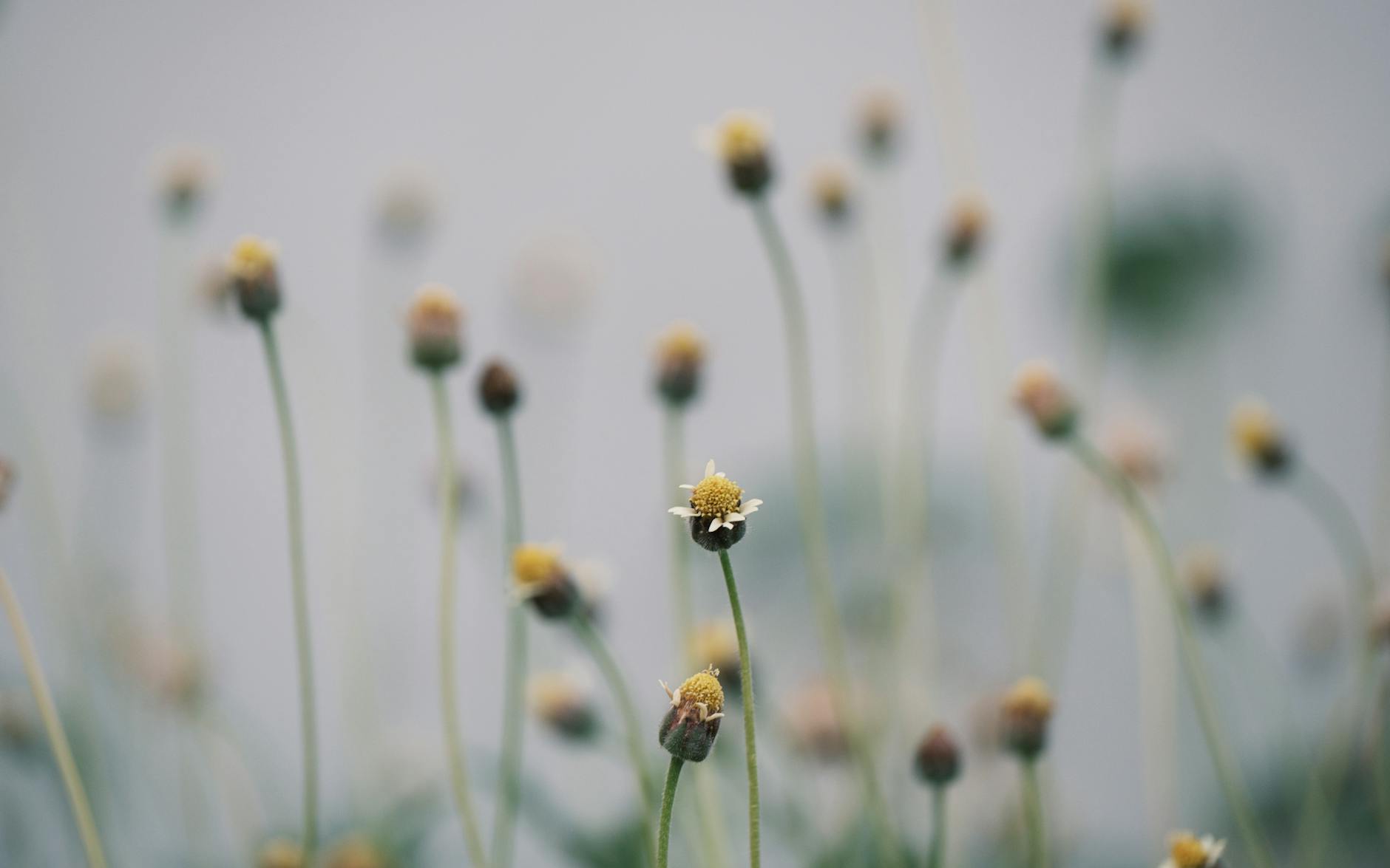 Alabama medical cannabis launch nears, but coalition warns of access hurdles - YouTube 2 Alabama medical cannabis launch nears, but coalition warns of access hurdles – YouTube