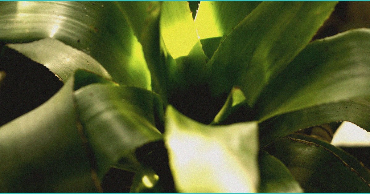 charlotte dispensary happy camper expands despite