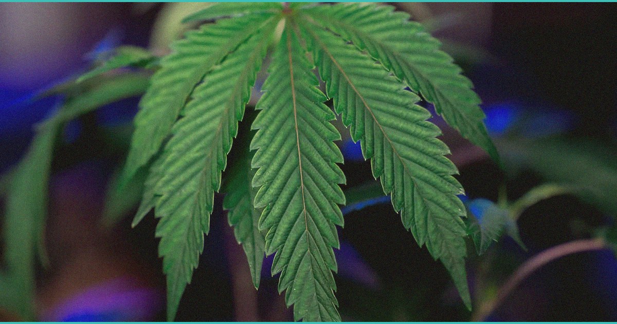 cincy breweries go to war over ohio s thc drink cr