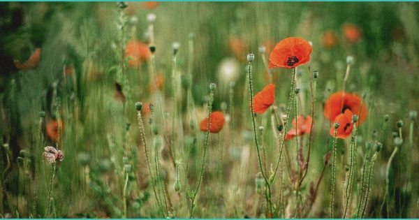 Congressional Researchers Give Update On Marijuana Rescheduling And Upcoming Hemp …