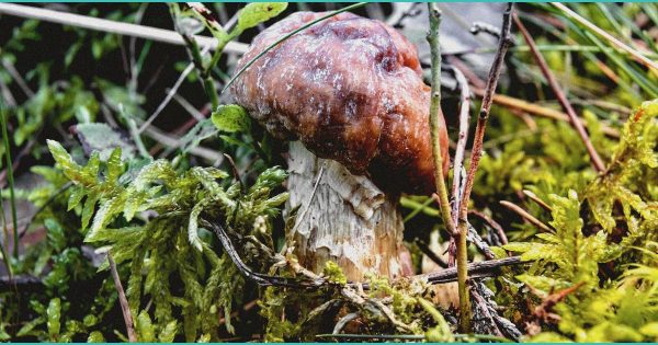 CED Clinic: Personalized Cannabis Medicine 239 Connect to the Capitol: Budget battle, Clyburn to run again, tussle over THC – WCIV