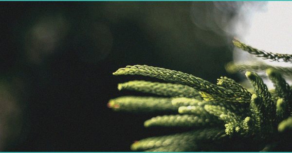 CED Clinic: Personalized Cannabis Medicine 237 Differentiation of cannabinoid isomers via Cuโmediated molecular ion formation and …