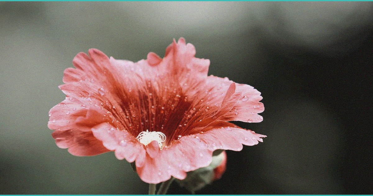 dillon brooks dui arrest spotlights arizona s mari