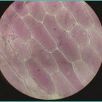 does cannabis use by older adults accelerate menta 3