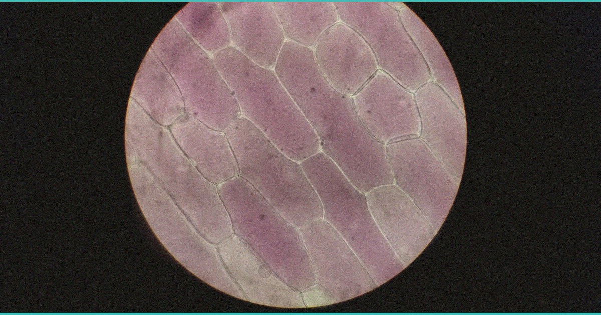 does cannabis use by older adults accelerate menta 3