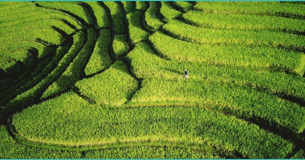 CED Clinic: Personalized Cannabis Medicine 237 Does Cannabis Use by Older Adults Accelerate Mental Decline? | Trending – Labroots