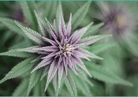 endocannabinoid system cannabis use child devel 1