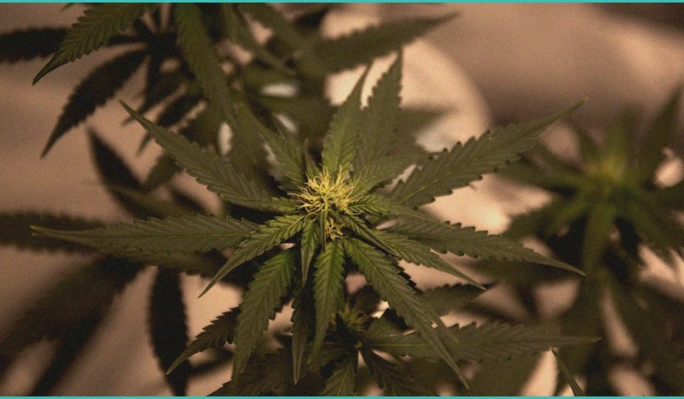 endocannabinoid system glp 1 receptor mental hea 1