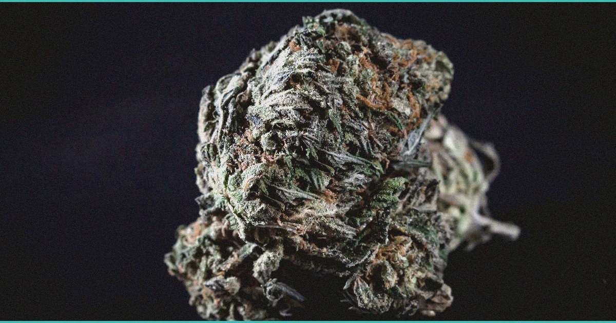 endocannabinoid system research athletes menta