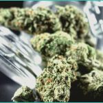 endocannabinoid system research cannabis for auti 1