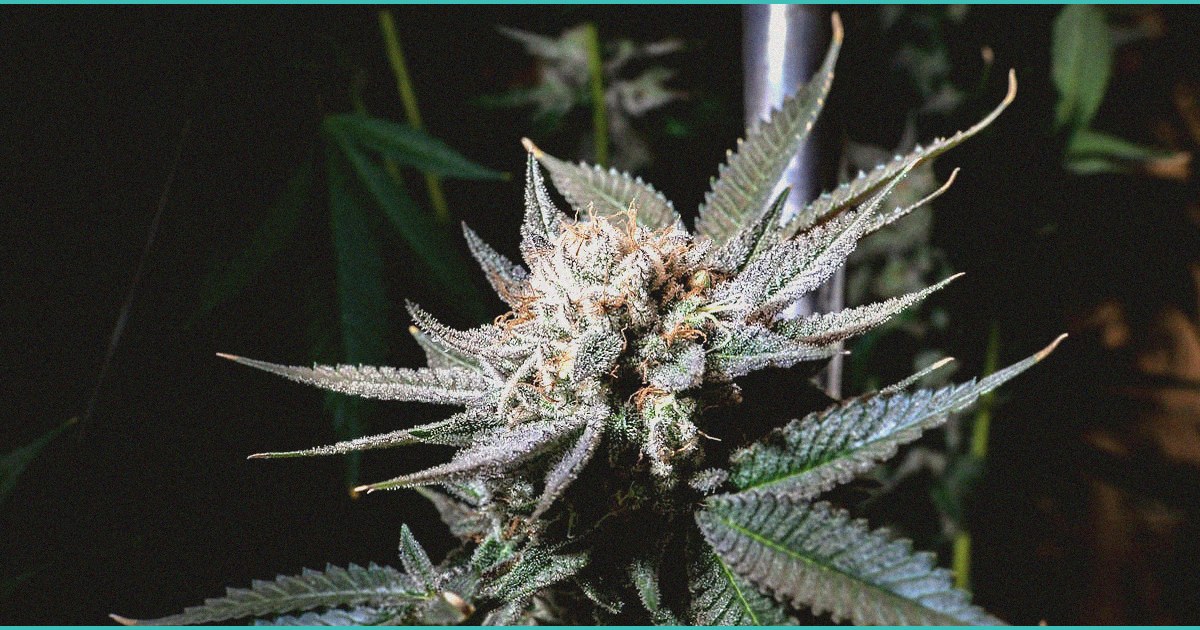 endocannabinoid system research cannabis for endo 3