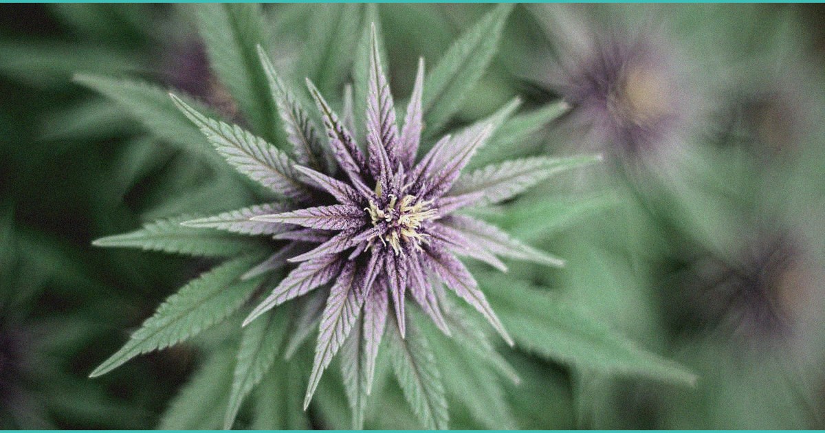 endocannabinoid system research cannabis for pts 4