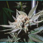 endocannabinoid system research cannabis hiv sm 1