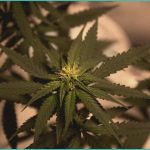 endocannabinoid system research cannabis ptsd 1