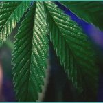 endocannabinoid system research cannabis teen m 1
