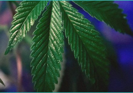 endocannabinoid system research cannabis teen m 1