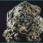 endocannabinoid system research cannabis use ch 1