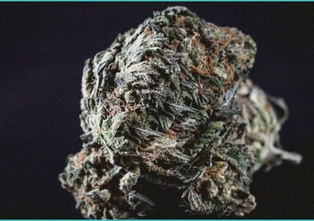 endocannabinoid system research cannabis use ch 1