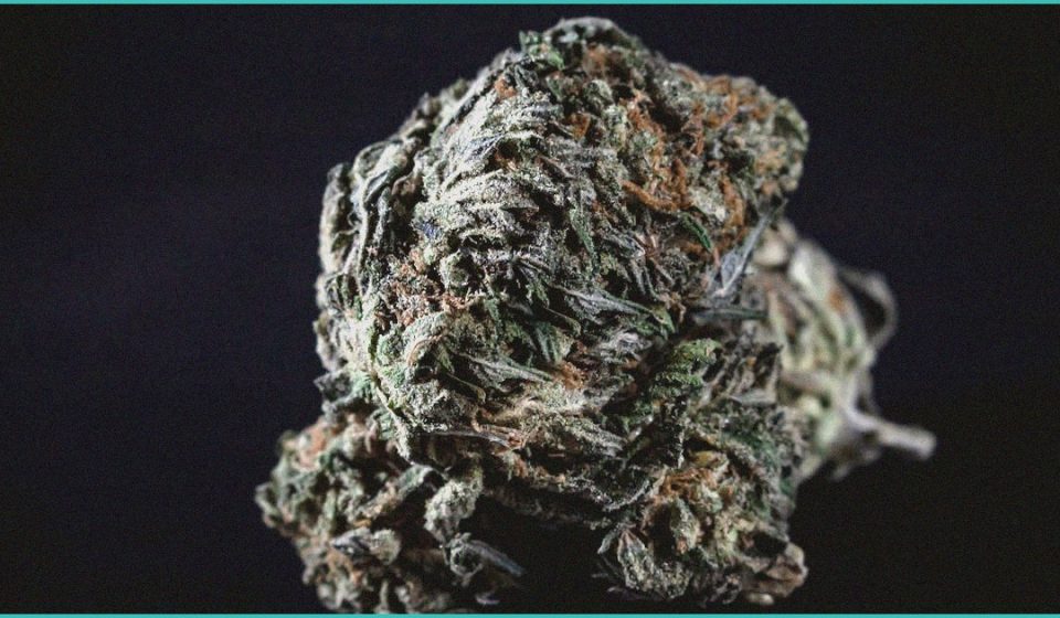 endocannabinoid system research cannabis use ch 1