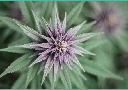 endocannabinoid system teen anxiety clinical ev 1