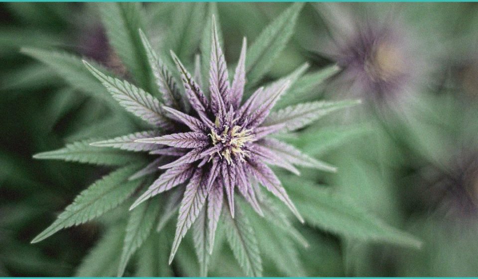 endocannabinoid system teen anxiety clinical ev 1