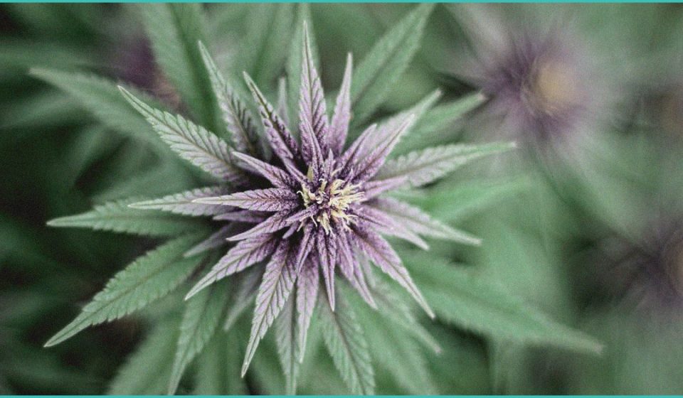 endocannabinoid system trauma sleep research ins 1