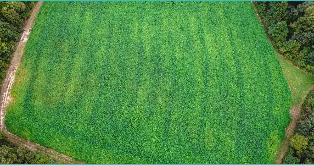 feds detail plan to cover up to 500 in hemp cbd a