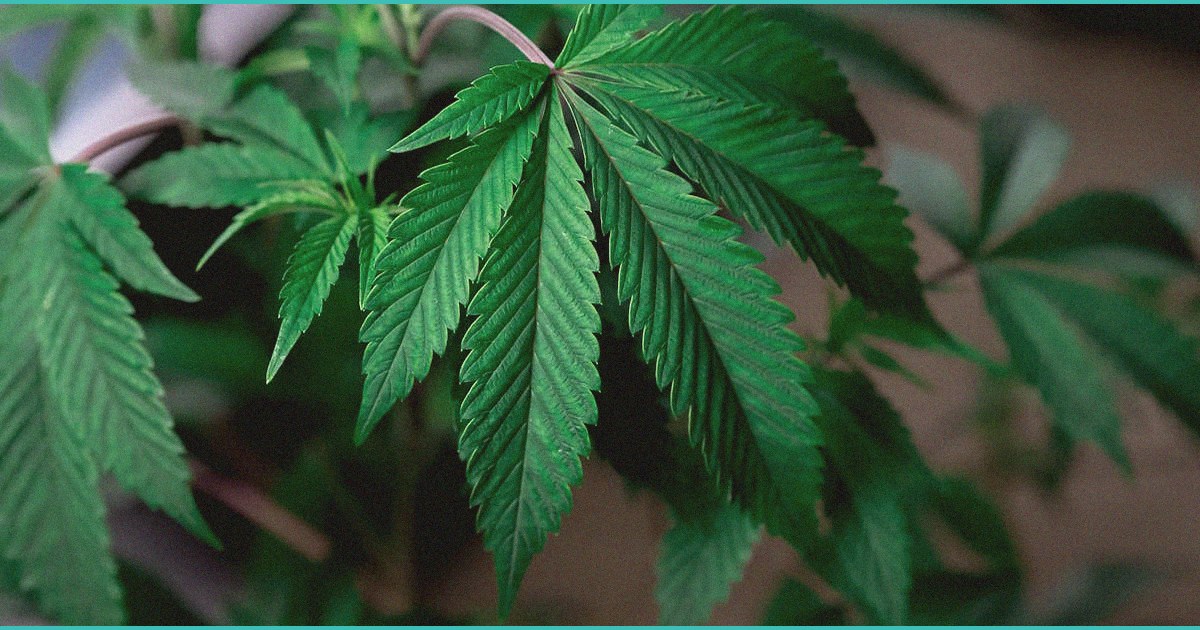 feds warn about b medical cannabis b amp hemp