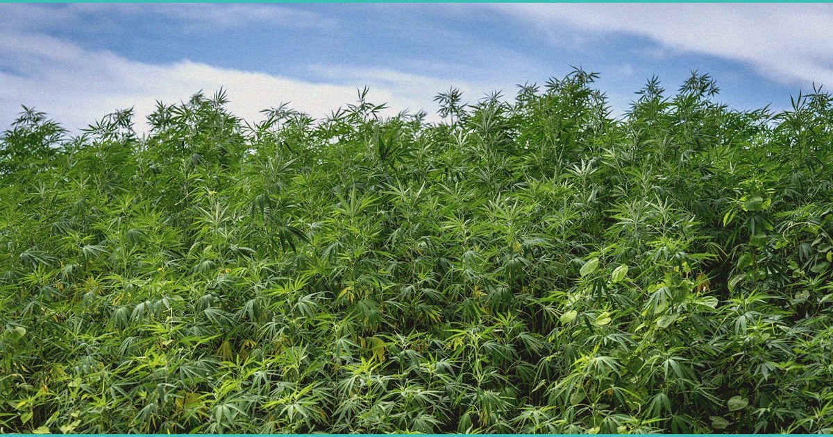 feds warn about medical cannabis amp hemp in dru 1