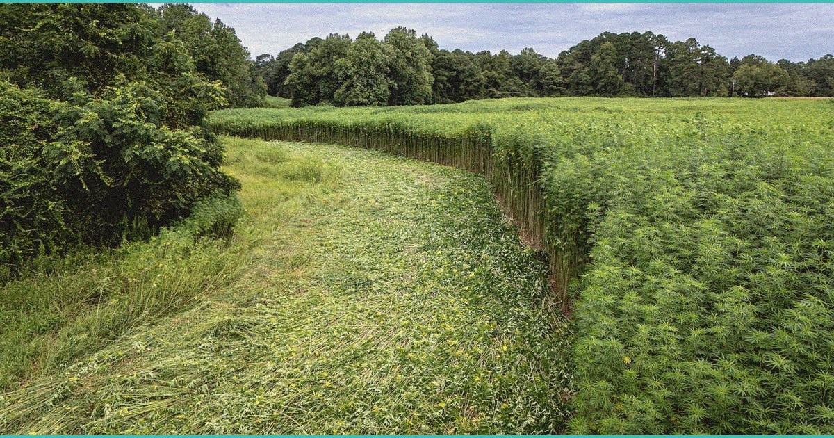 feds warn about medical cannabis amp hemp in dru