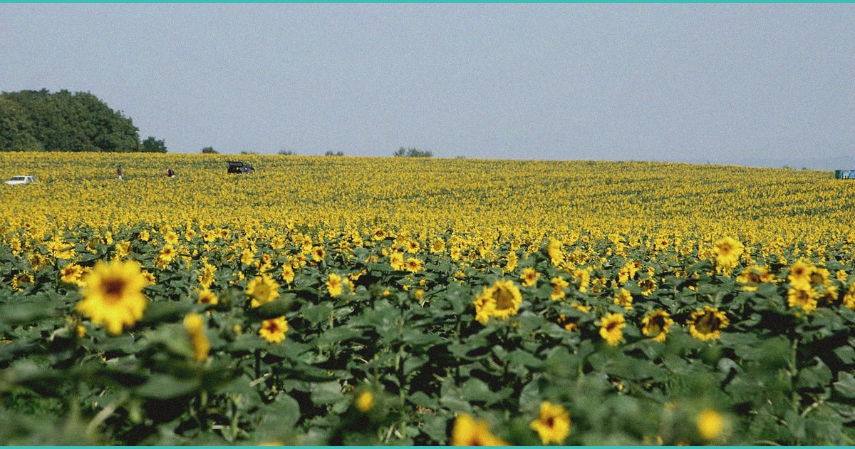 from billion dollar hemp drinks to fda cease and d 4