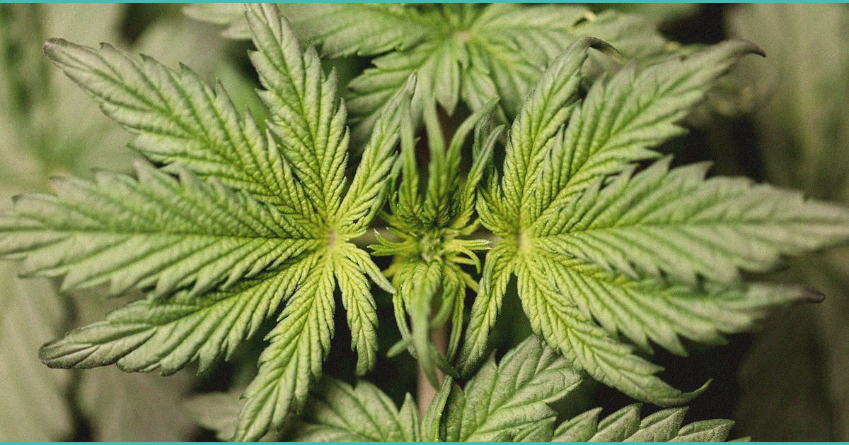 from billion dollar hemp drinks to fda cease and d