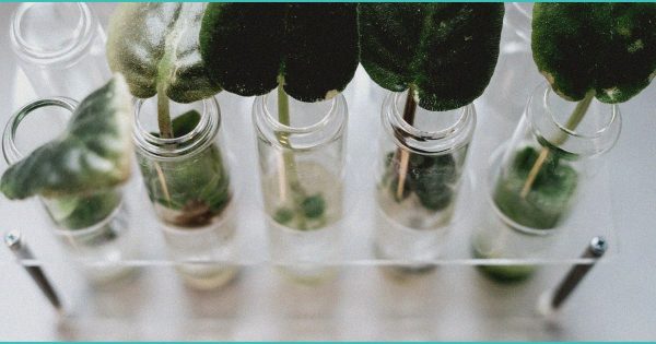 georgia bill could limit probable cause for smell