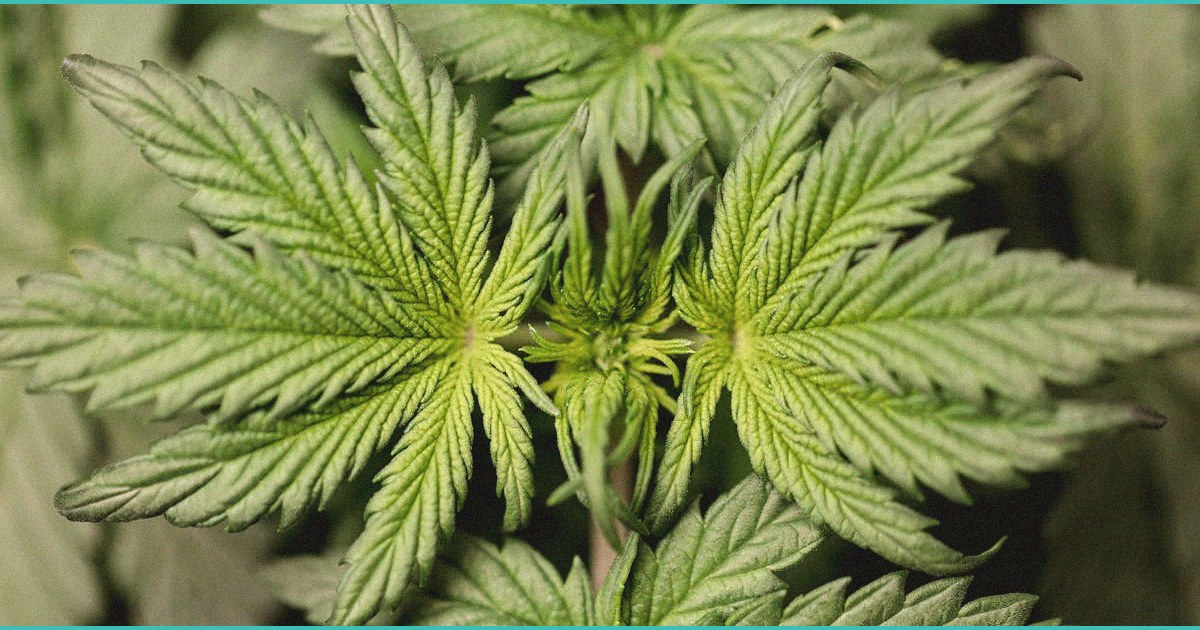 hemp industry hires more help politico